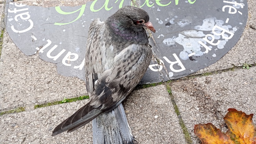 Eine verletzte Taube sitzt auf einem Gehweg.