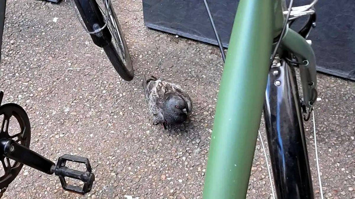 Eine schwache Taube sitzt zwischen Fahrrädern auf dem Gehweg