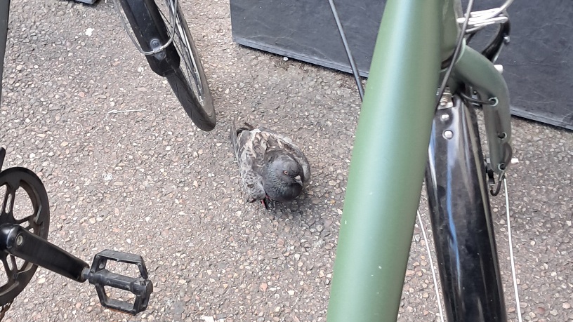 Eine geschwächte Taube sitzt unter Fahrrädern