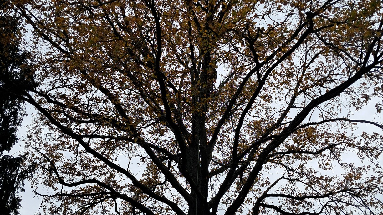 Ein engagierter Baumpfleger klettert auf einen Baum, um eine Katze zu sichern. Ein engagierter Baumpfleger klettert auf einen Baum, um eine Katze zu sichern.