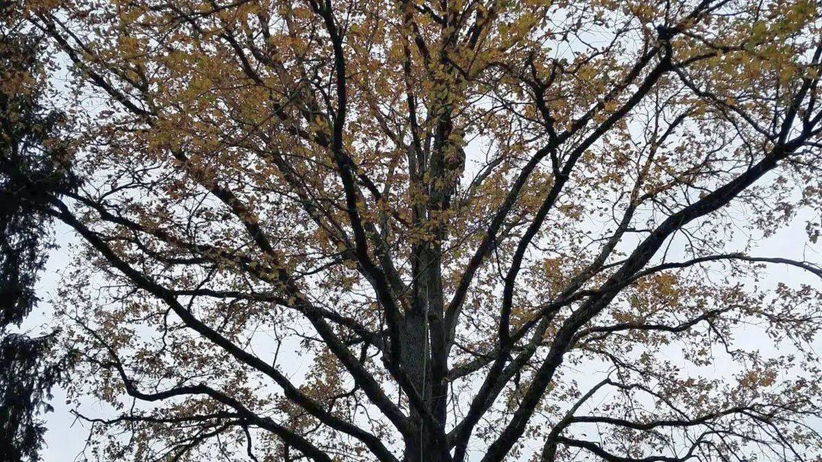 Ein Baumpfleger klettert in einen Baum