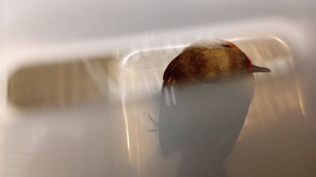 Ein erschöpftes Rotkelchen in einer Transportbox.