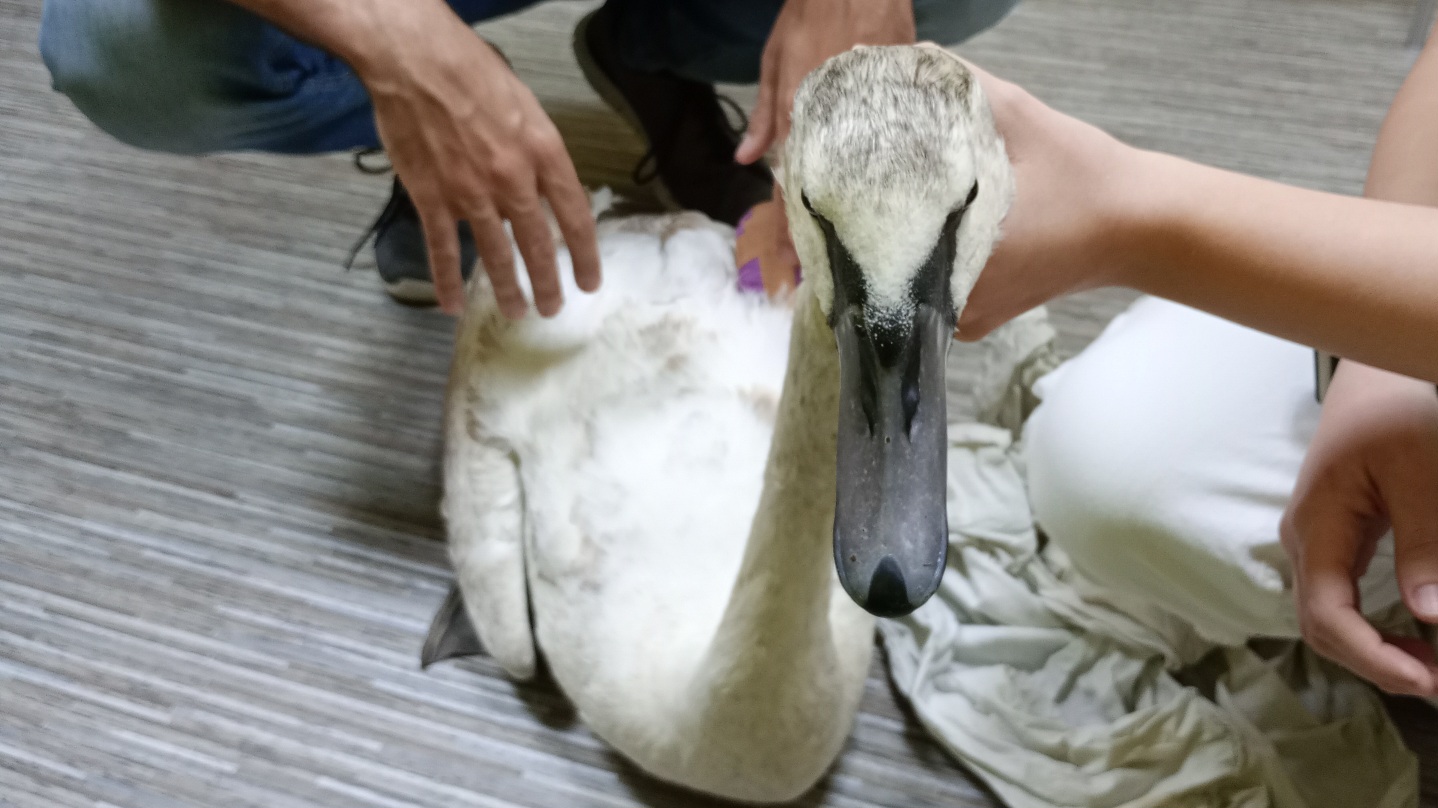 Ein Schwan nach einer Flügelamputation.