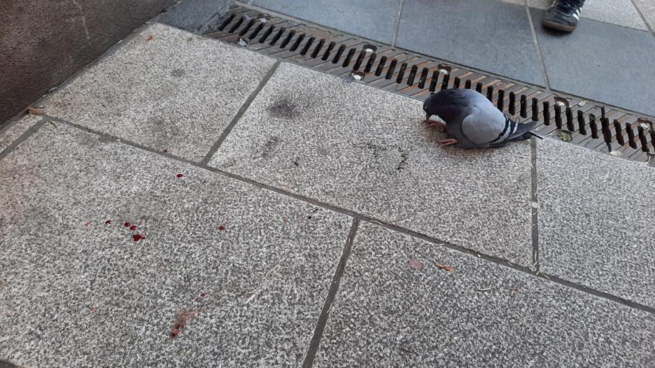 Eine verletzte Taube sitzt auf einem Bahnsteig.