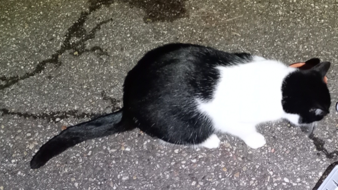 Eine schwarz-weiße Katze sitzt auf einem Asphaltboden.