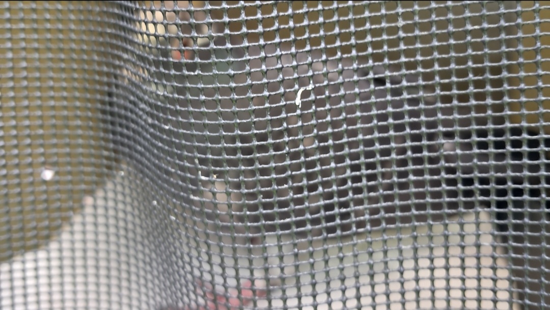 Eine verletzte Taube sitzt in einer Transporttasche 