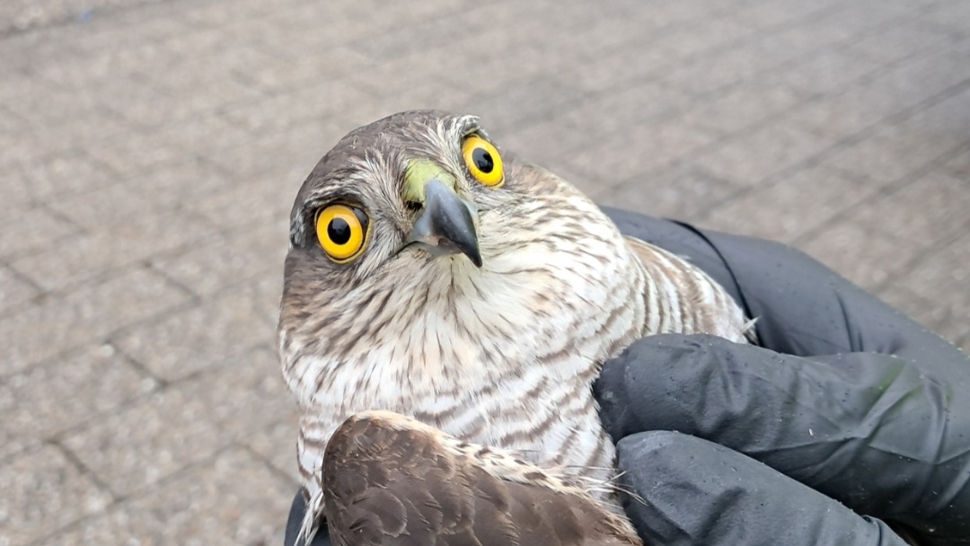 Ein verletzter Habicht wird mit Händen festgehalten.