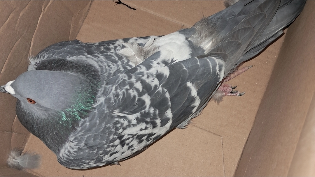 Eine verletzte Taube sitzt in einem Karton.