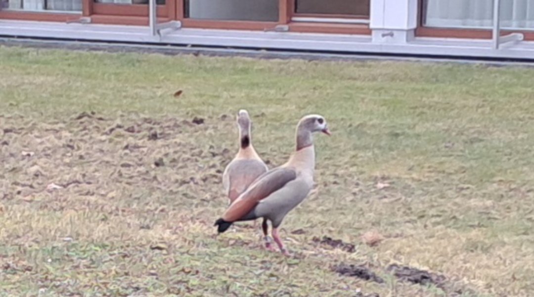 Zwei Nilgänse auf einer Grünfläche vor einem Gebäude.