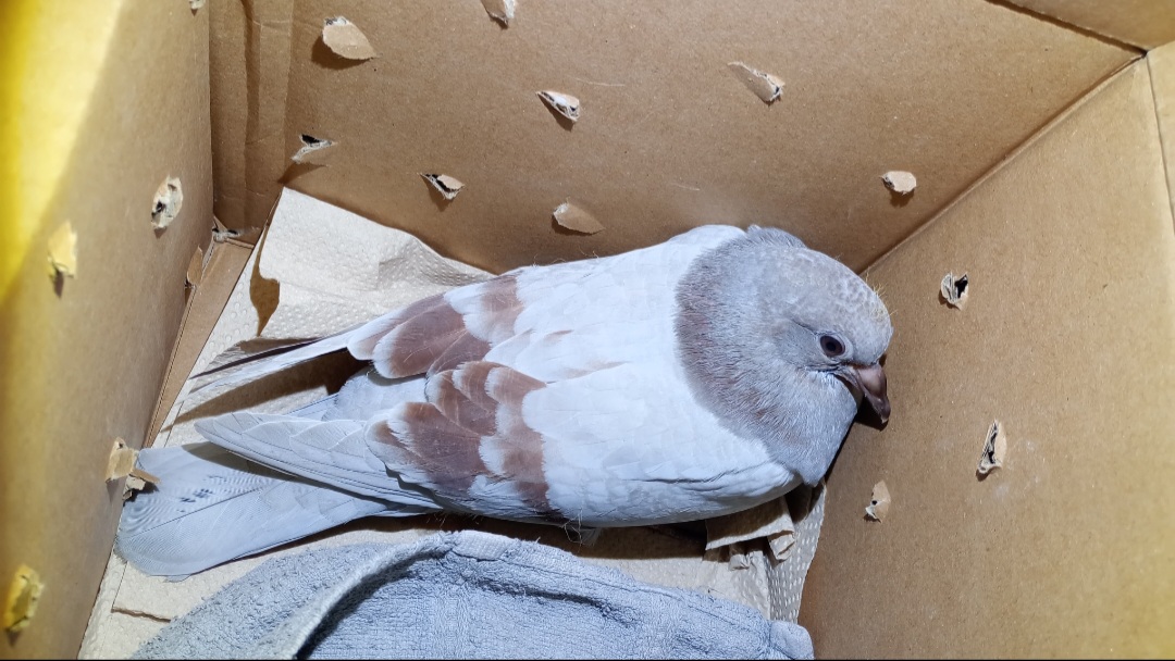 Eine junge Taube sitzt in einem Karton.