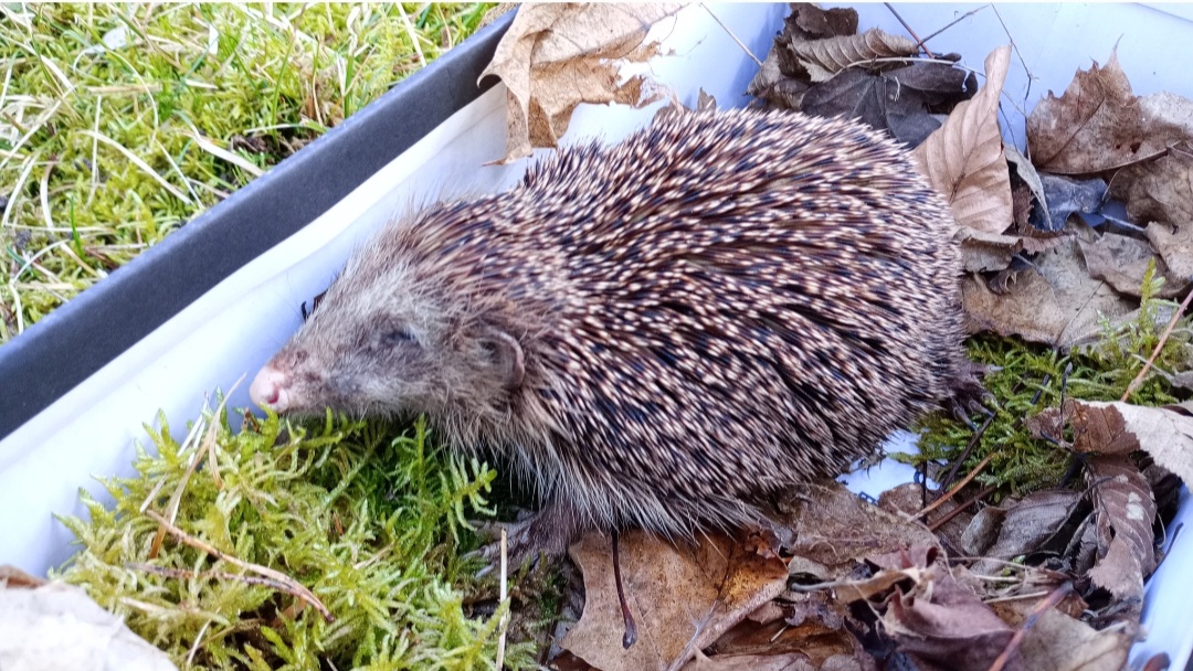 Ein kranker Igel sitzt in einem Karton mit Moos und Laub Ein kranker Igel sitzt in einem Karton mit Moos und Laub