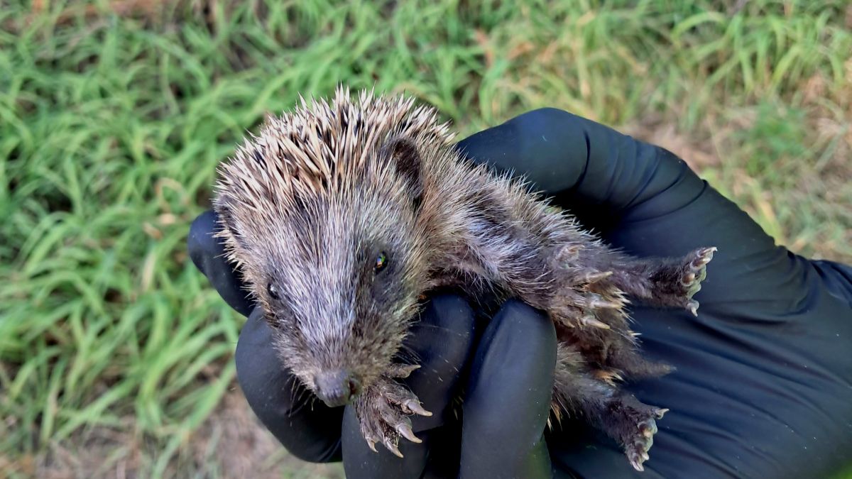 Ein junger Igel wird in der Hand gehalten.