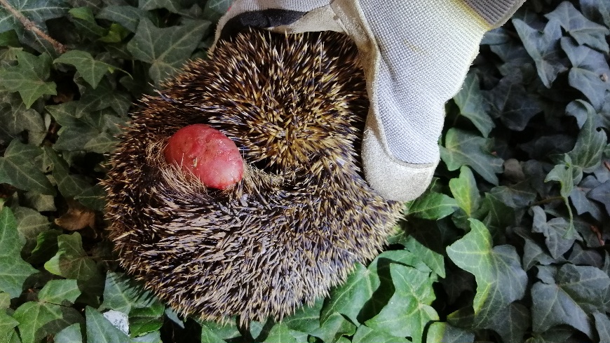 Ein Igel mit einem Gebärmuttervorfall