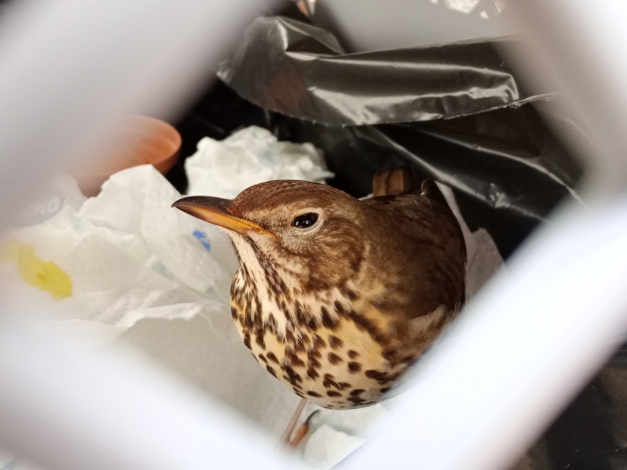 Eine Singdrossel sitzt in einer Transportbox