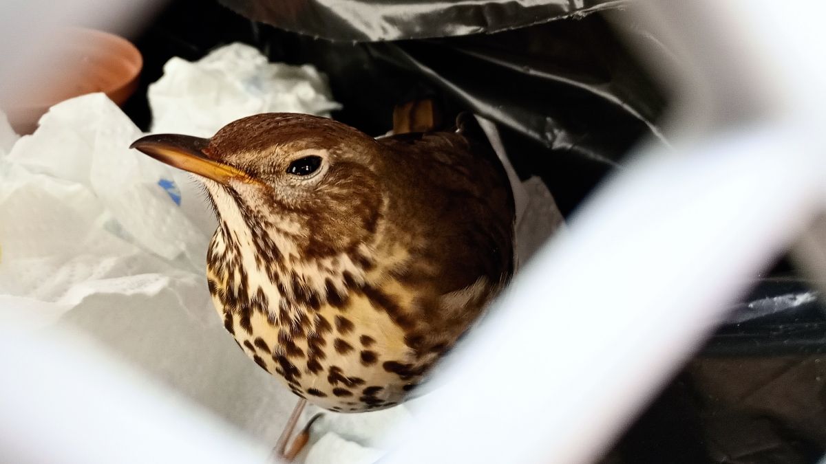 Eine verletzte Singdrossel sitzt in einer Transportbox
